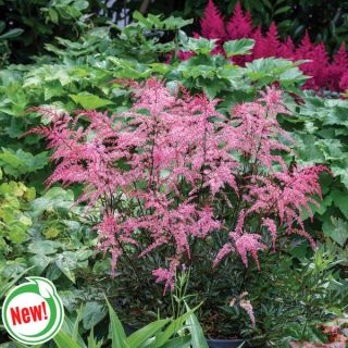 Pretty in Pink Astilbe Thumbnail